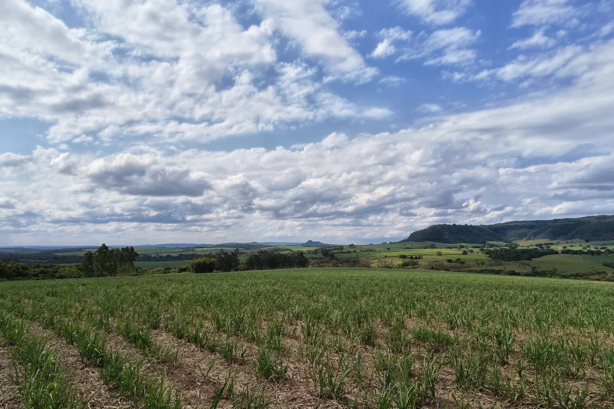 Área de cana-de-açúcar da Fazenda Santa Rita de Cássia com serra ao fundo