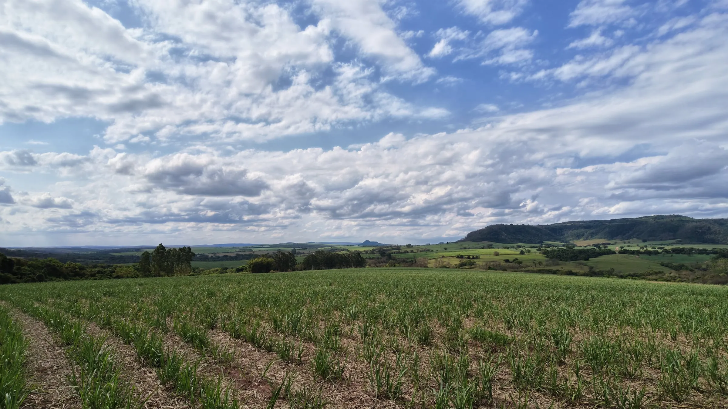 Área de cana-de-açúcar da Fazenda Santa Rita de Cássia com serra ao fundo