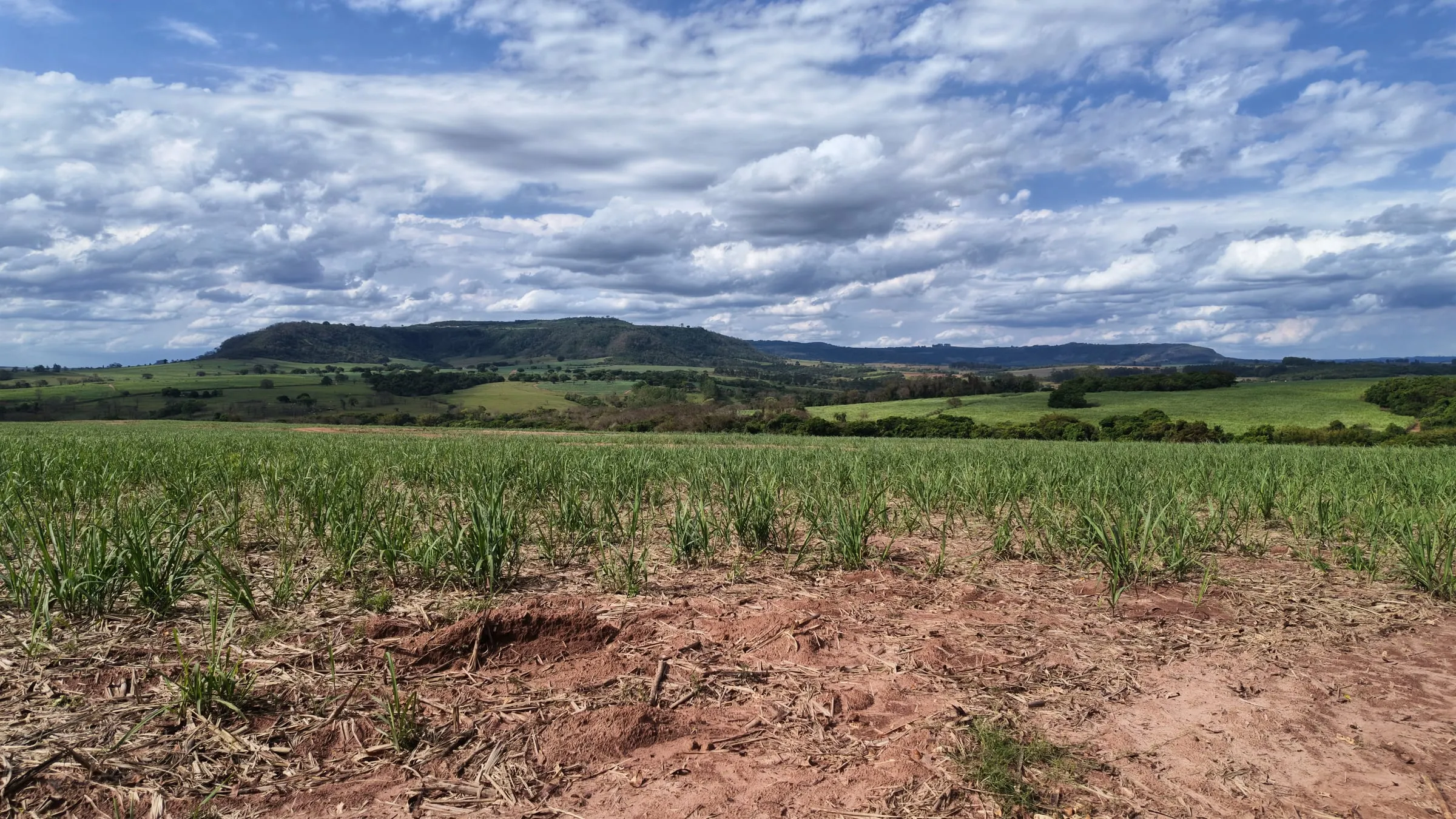 Cana-de-açúcar com serra e vegetação ao fundo